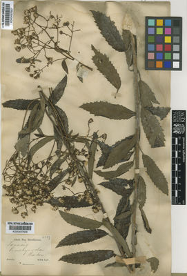 Kew Gardens K000497607:  s.coll. [4513] Brazil