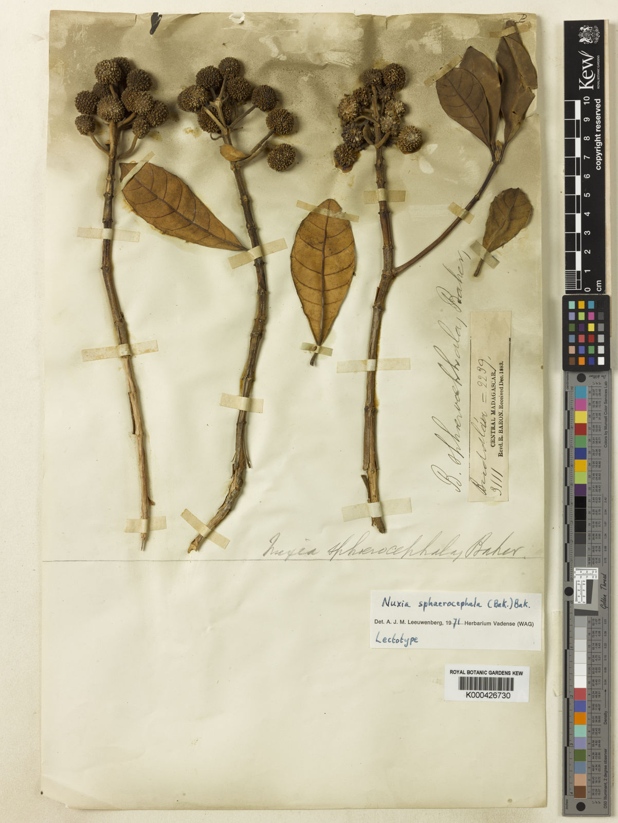 nuxia-sphaerocephala-baker-baker-plants-of-the-world-online-kew