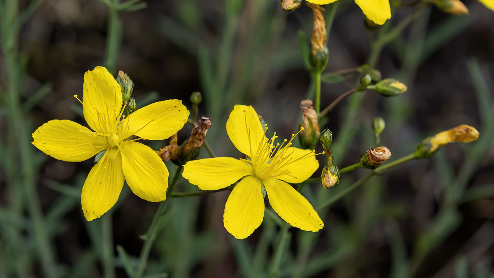 © copyright of the Board of Trustees of the Royal Botanic Gardens, Kew.