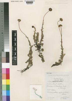 Kew Gardens K000378345:  Hilliard, O.M.; Burtt, B.L. [6680] South Africa