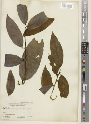 Kew Gardens K001081438:  Curran, H.M.; Merritt, M.L.; Zschokke, T.C. [18195] Philippines
