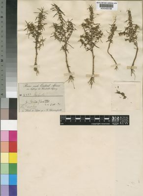 Kew Gardens K000405198:  Schweinfurth, G. [4257] Sudan