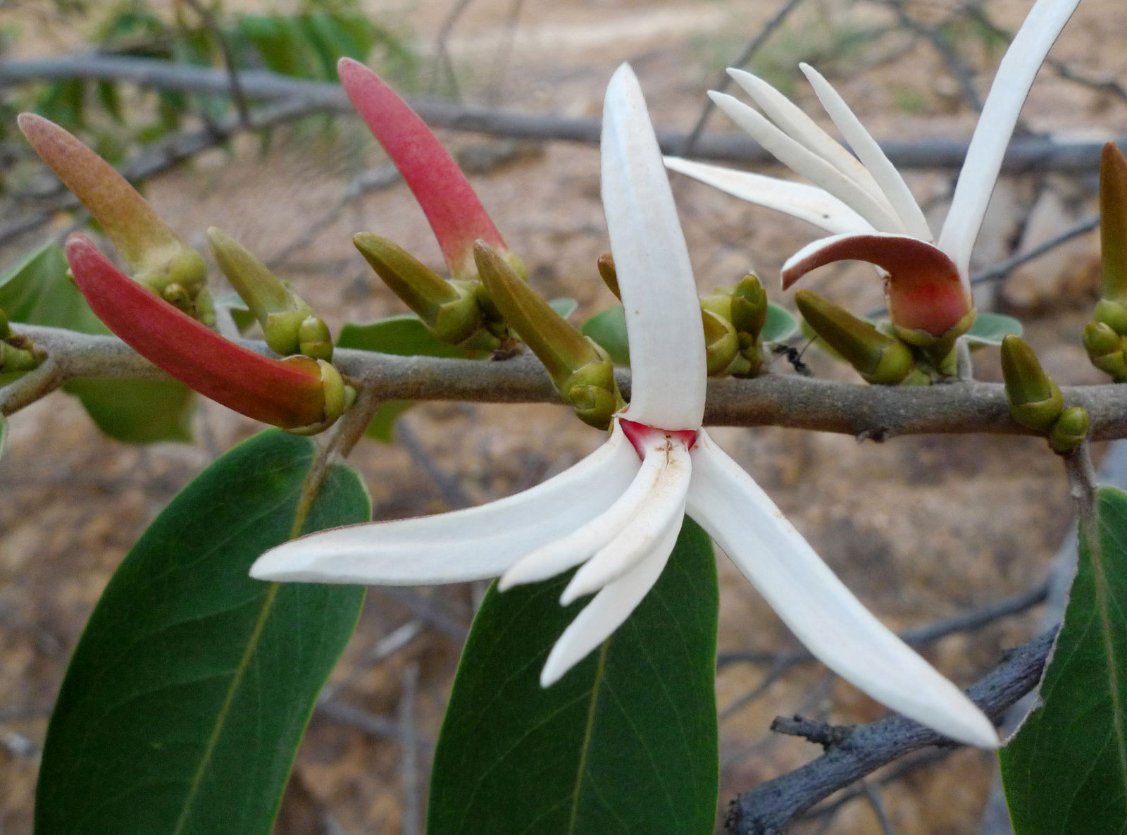Biologia floral, fenologia reprodutiva e polinização de Xylopia aromatica  (Lam.) Mart. (Annonaceae) em uma área de Cerrado no oeste da Bahia