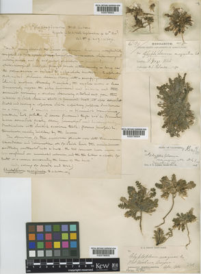 Kew Gardens K000796803:  Palmer, E. [s.n.] United States