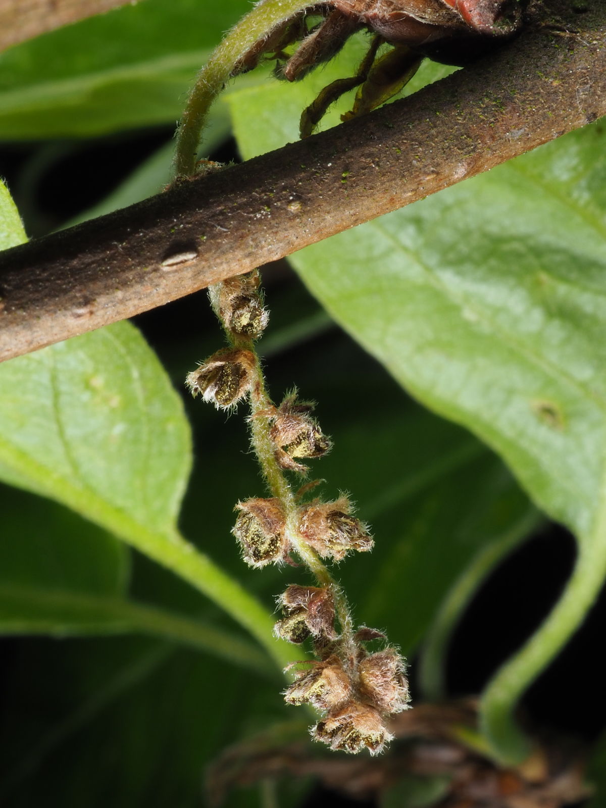 Quercus castaneifolia . | Plants of the World Online | Kew Science
