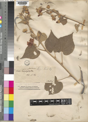 Kew Gardens K000240579:  Blackburn, J. [s.n.] Madagascar