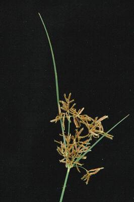 Cyperus rotundus L. | Plants of the World Online | Kew Science