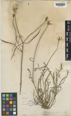 Kew Gardens K000797212:  Tenore, M. [s.n.] Greece