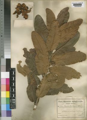 Kew Gardens K000426450:  Schweinfurth, G.; Riva, D. [1614] Ethiopia