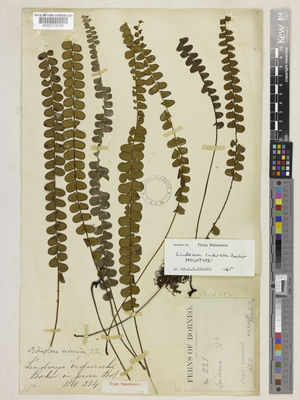 Kew Gardens K000115748:  Hose, C. [221] Malaysia