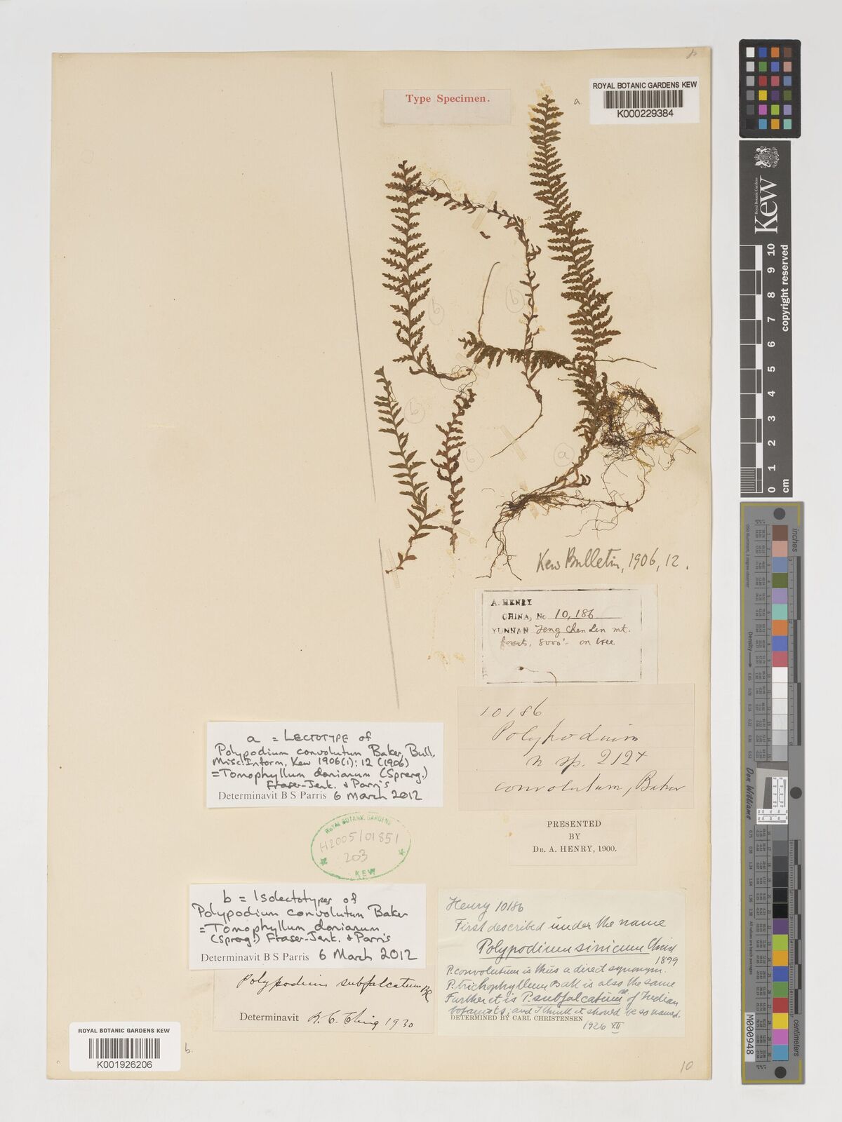 Kew Gardens K000229384:  Henry, A. [10186] China