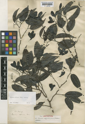 Kew Gardens K000587352:  s.coll. [3409] Sri Lanka