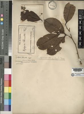 Kew Gardens K000105614:  Staudt [530] Cameroon