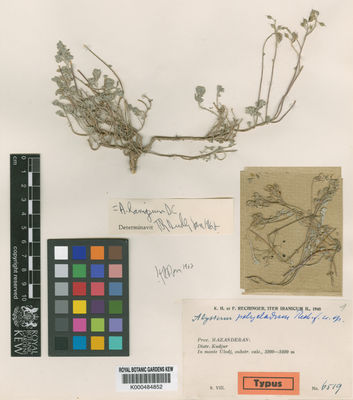 Kew Gardens K000484852:  s.coll. [6519] Iran