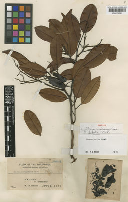 Kew Gardens K000700561:  Ramos, M. [39661] Philippines