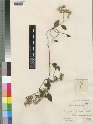 Kew Gardens K000377813:  Decary, M.R. [10211] Madagascar