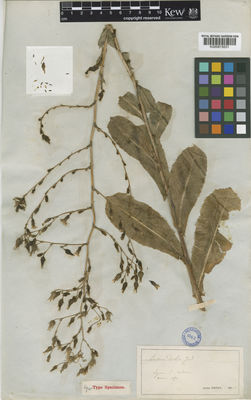 Kew Gardens K000815031:  Jordan, A. [s.n.] France