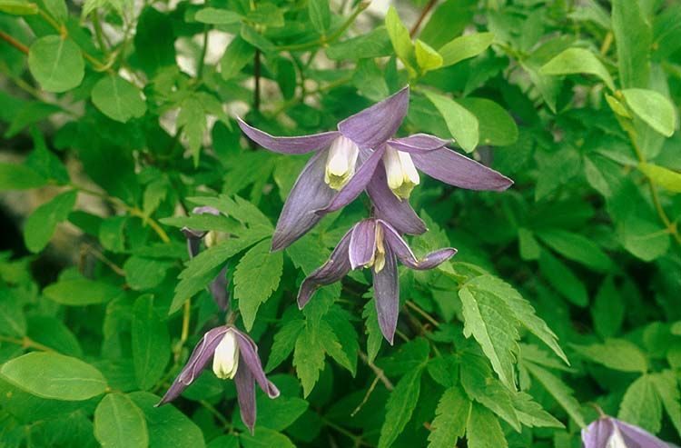 Clematis alpina (L.) Mill. | of the World Online | Kew Science