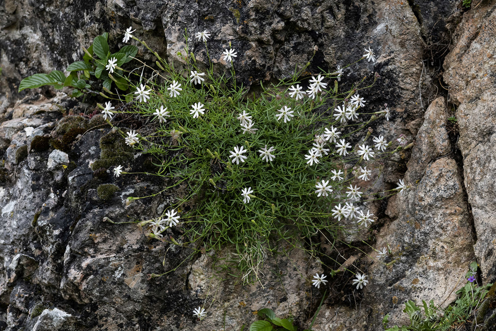 © copyright of the Board of Trustees of the Royal Botanic Gardens, Kew.