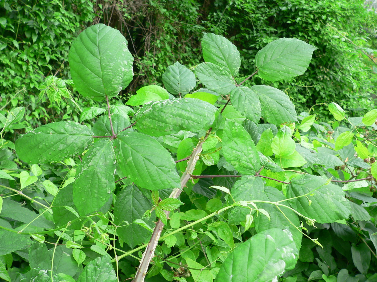 Rubus macrophyllus Weihe & Nees | Plants of the World Online | Kew Science