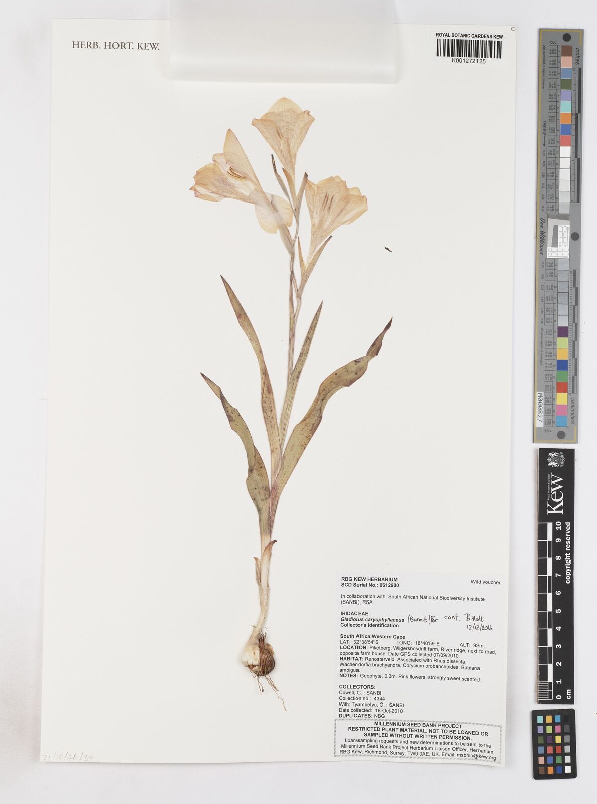 Gladiolus caryophyllaceus