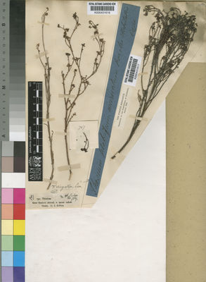 Kew Gardens K000431617:  Forster Herbarium [s.n.] South Africa