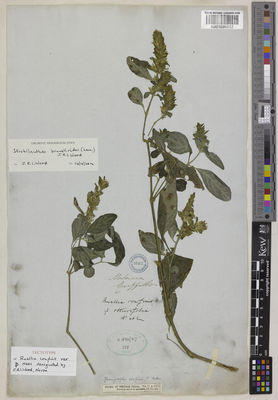 Kew Gardens K001096852:  Griffith, W. [s.n.] Malaysia