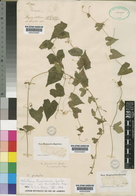 Kew Gardens K000435996:  Holton, I.F. [s.n.] Colombia