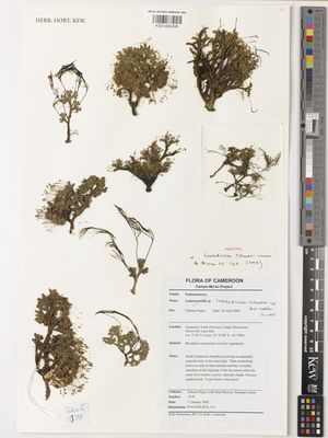 Kew Gardens K001400495:  Tchouto, P., et. al. [3378] Cameroon