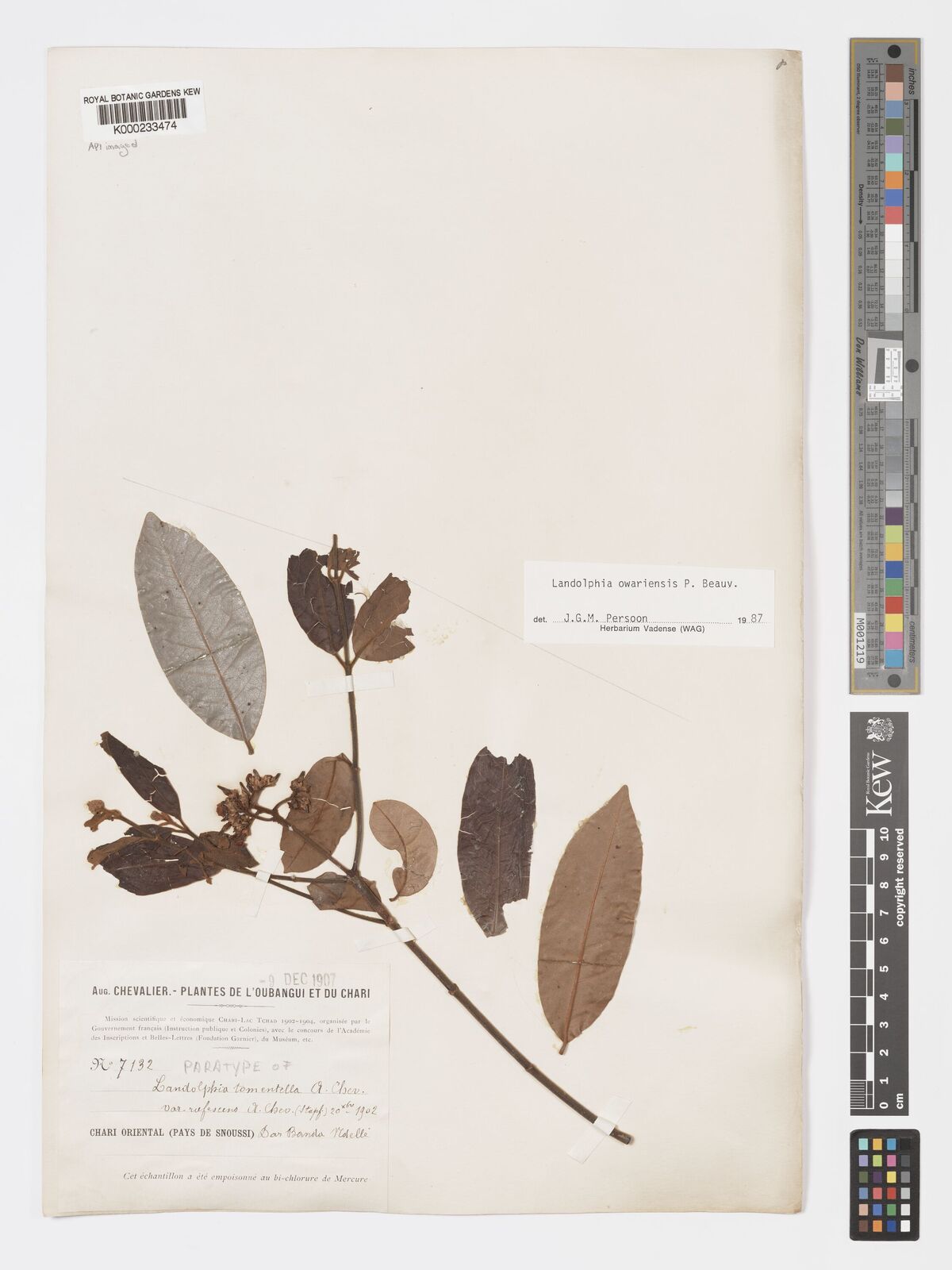 Kew Gardens K000233474:  Chevalier, A. [7132]