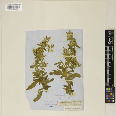 Kew Gardens K000929523:  Wight, R. [s.n.] India