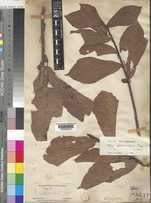 Kew Gardens K000229270:  Herb. Griffith; Herbarium of the late East India Company [4616] India