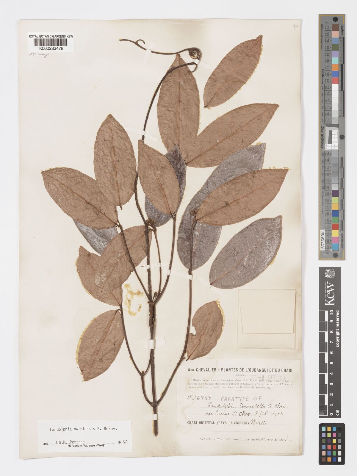 Kew Gardens K000233478:  Chevalier, A. [6583]