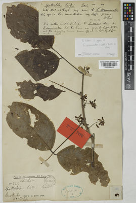 Kew Gardens K000900444:  Lister, J.L. [323] Bangladesh