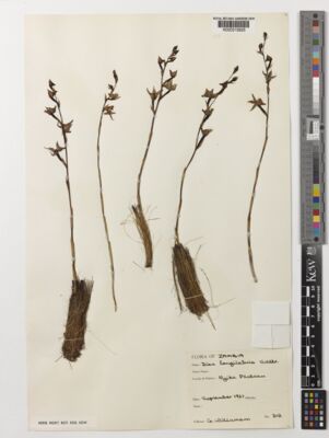 Kew Gardens K000315925:  Williamson, G. [312] Zambia
