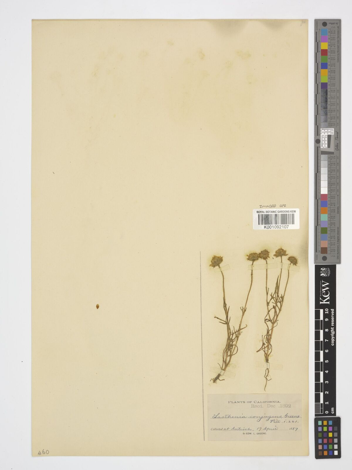 Kew Gardens K001092107:  Greene, E.L. [s.n.] United States
