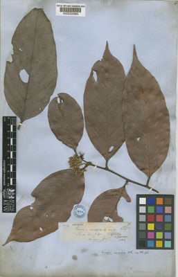Kew Gardens K000220965:  Spruce, R. [1776] Brazil