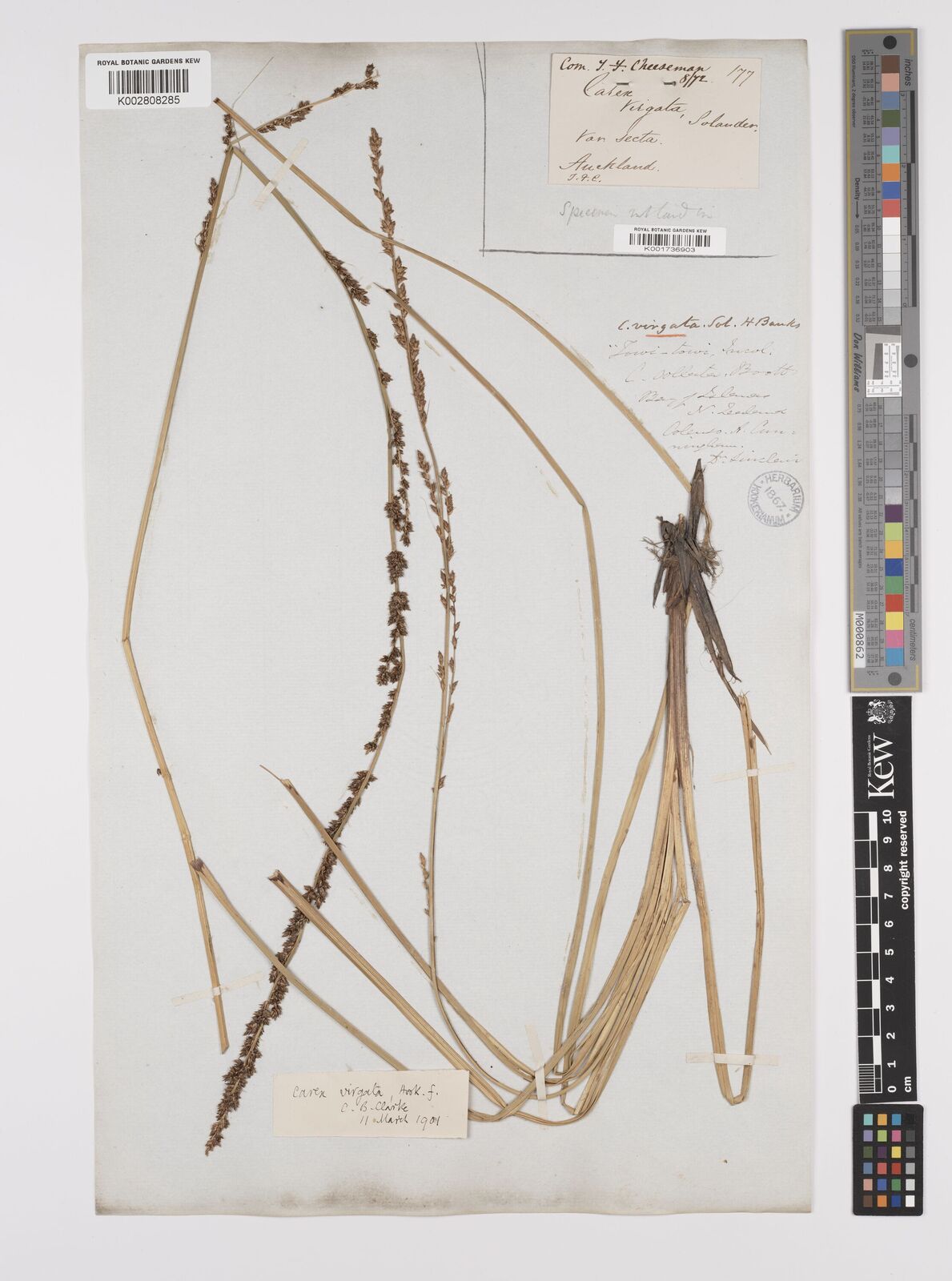 Carex appressa R.Br. | Plants of the World Online | Kew Science