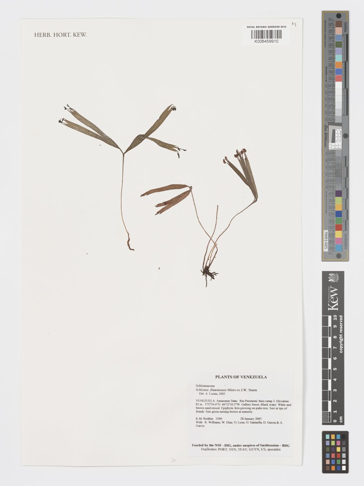 Schizaea fluminensis
