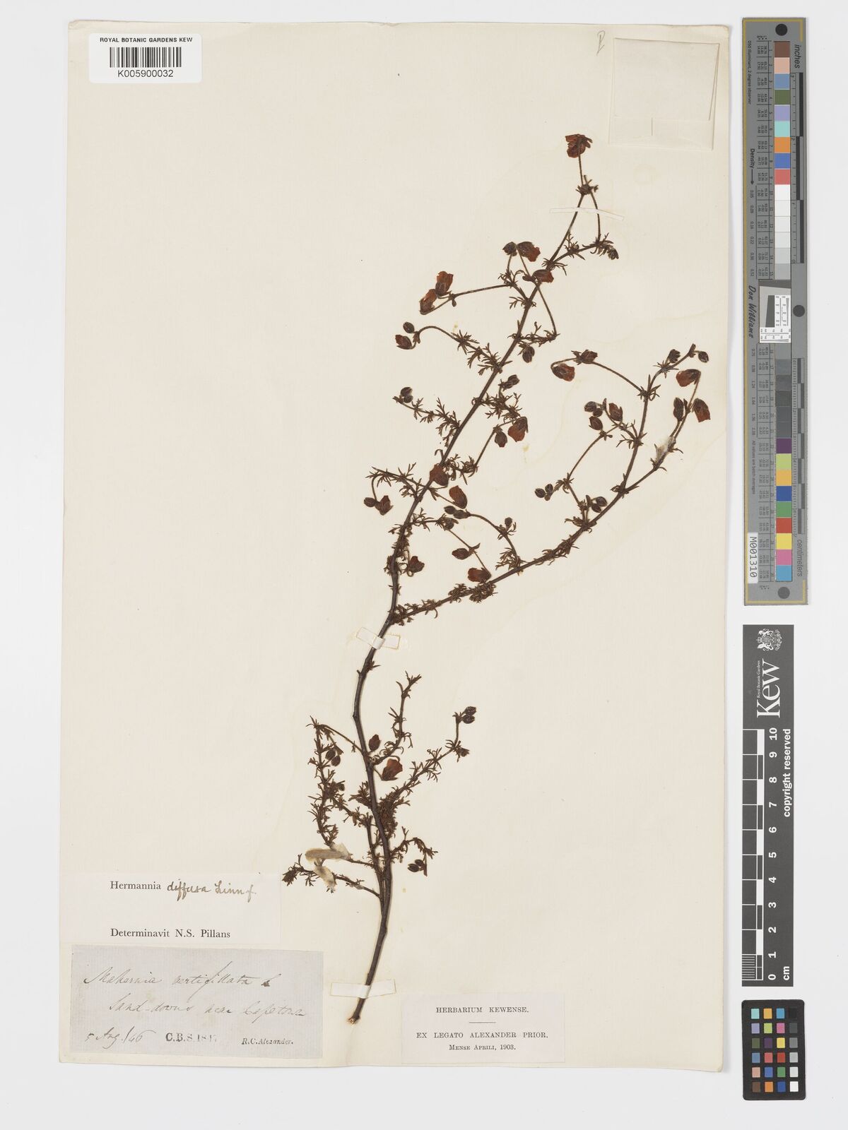 Hermannia diffusa