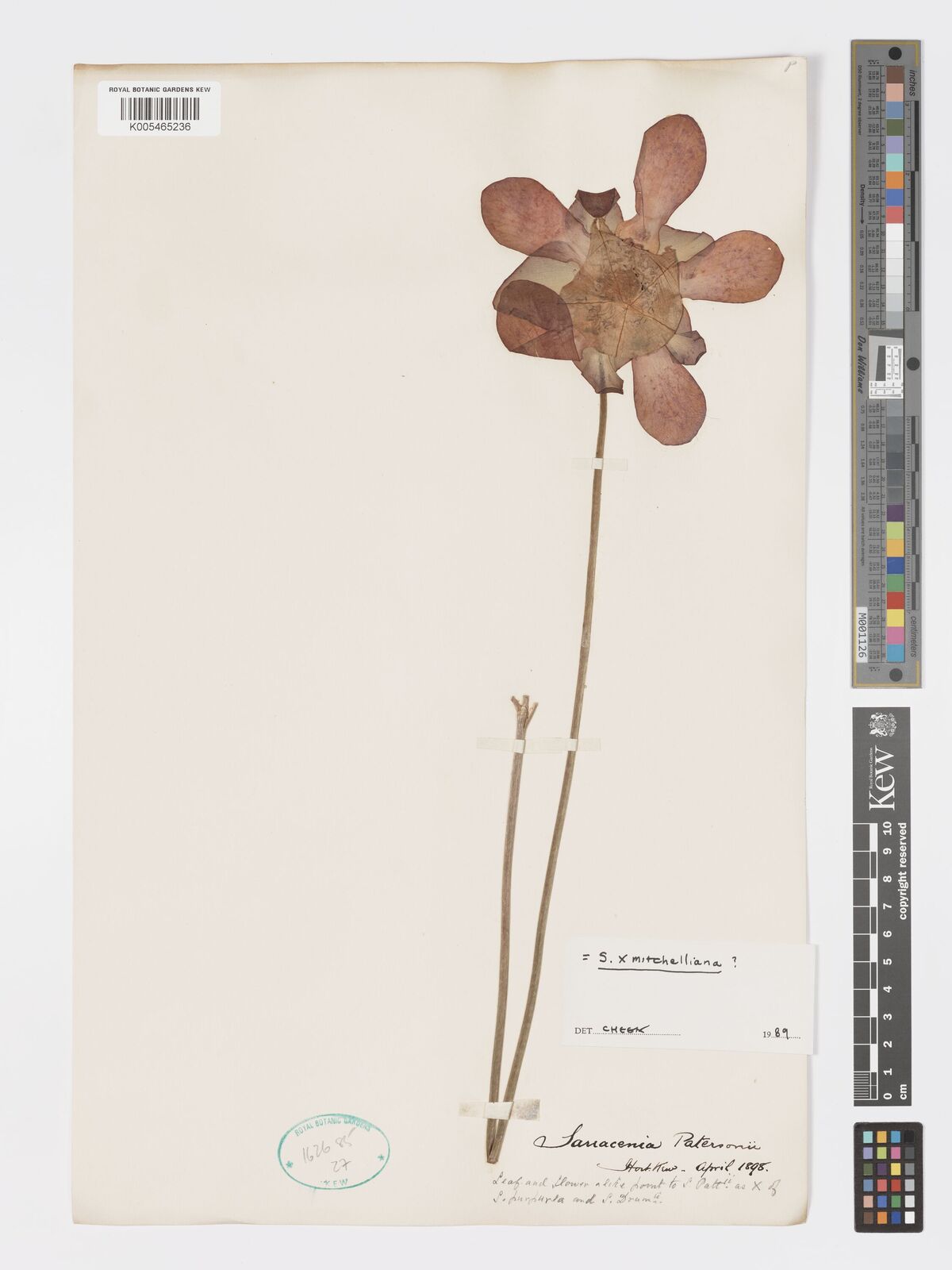Sarracenia mitchelliana