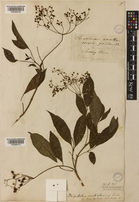 Kew Gardens K000898100:  Mueller, F, J.H.von [s.n.] Australia