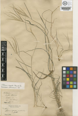 Kew Gardens K000003280:  Ridley, H.N.; Lea; Ramage, G.A. [165A] Brazil