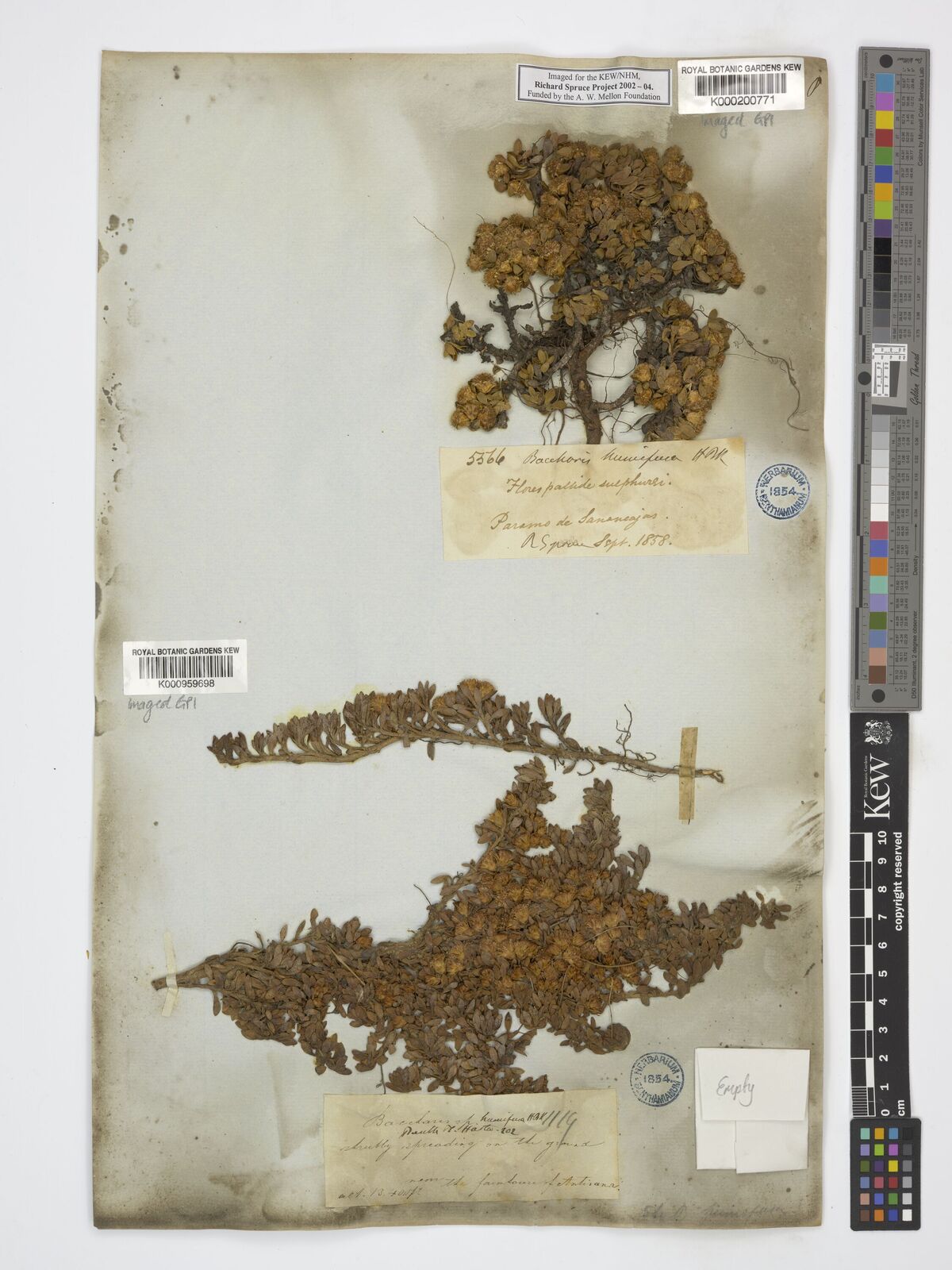 Kew Gardens K000959698:  s.coll. [1119]