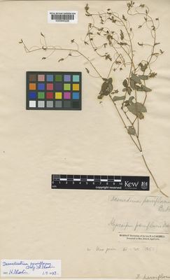 Kew Gardens K000845226:  Dalzell [s.n.] India