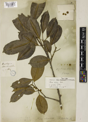 Kew Gardens K001050228:  s.coll. [s.n.] Philippines