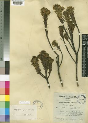 Kew Gardens K000307049:  Dummer, R.A. [3386] Uganda