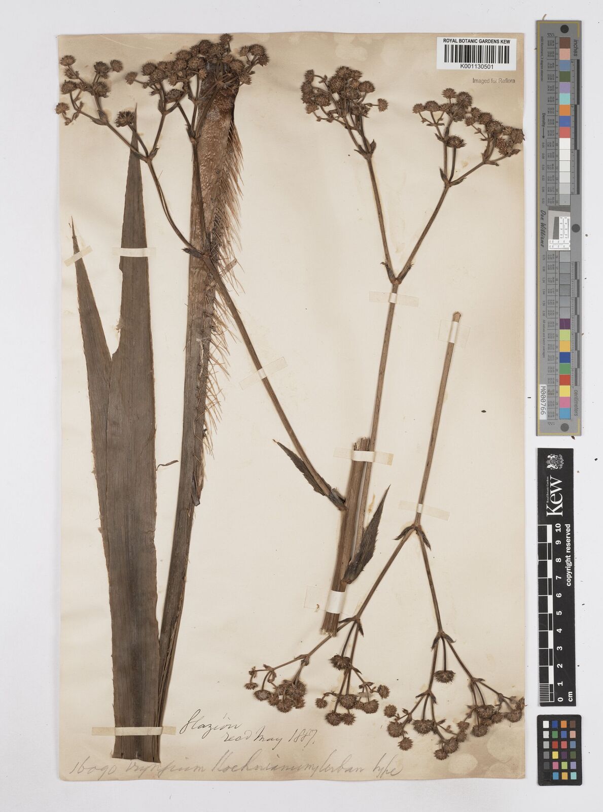 Kew Gardens K001130501:  Glaziou, A.F.M. [16090] Brazil