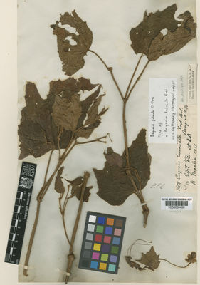 Kew Gardens K000035489:  Blinkworth, R. [3678] Pakistan