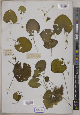 Kew Gardens K001038799:  s.coll. [Cat. no. 4353]